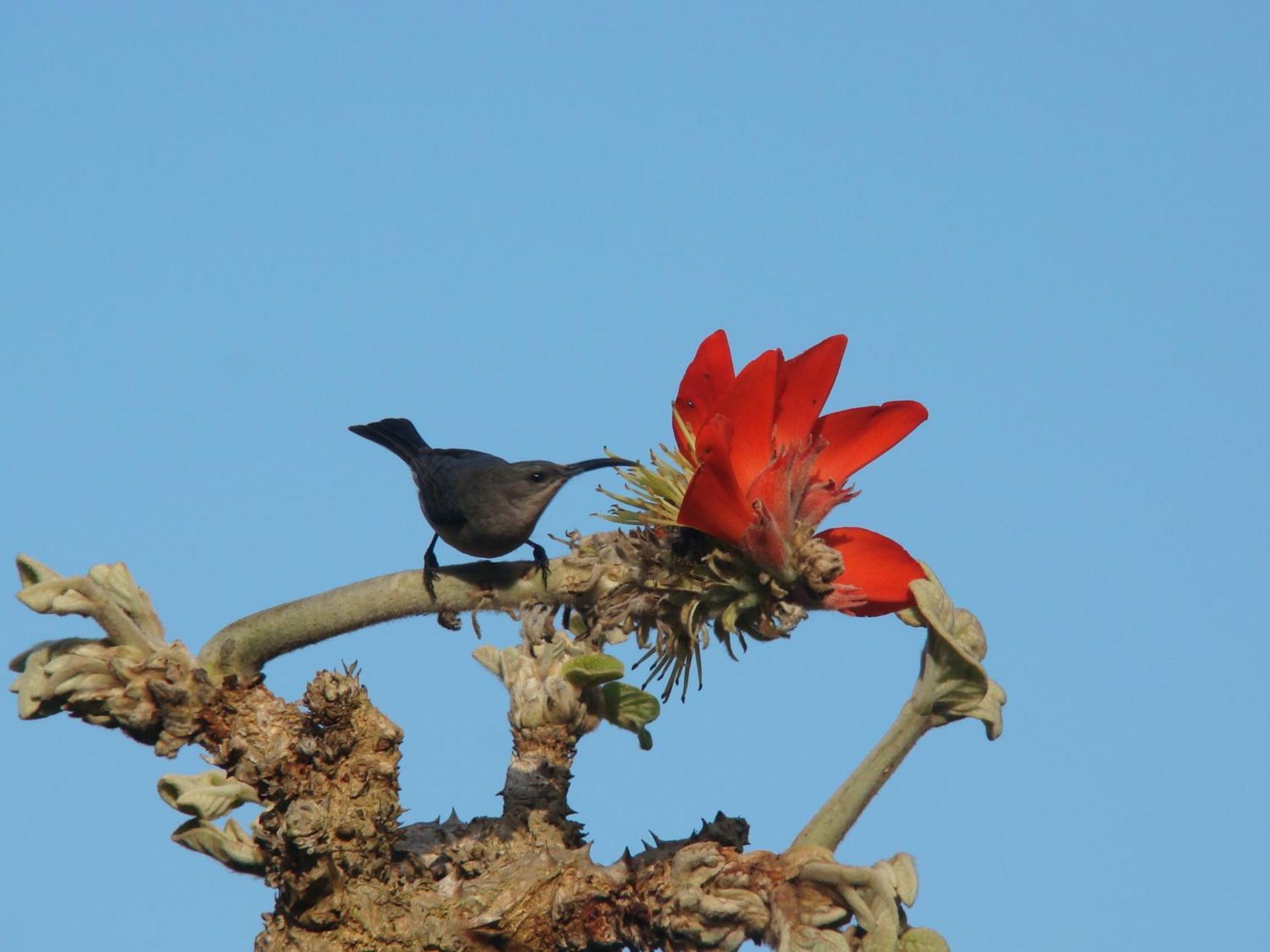 Saint Lucia Estuary Leopard Corner Lodge מראה חיצוני תמונה